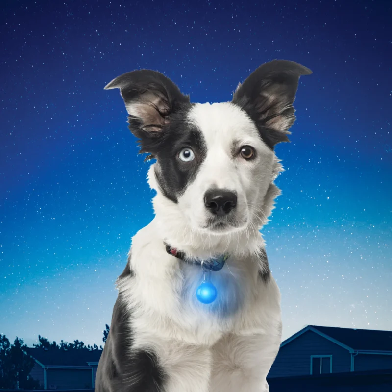 Nite Ize SpotLit Collar Light,nite ize spotlit dog & cat carabiner collar light